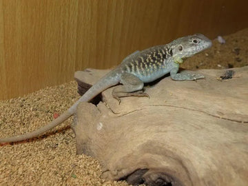 Red Barred Dragons - Amazing Amazon